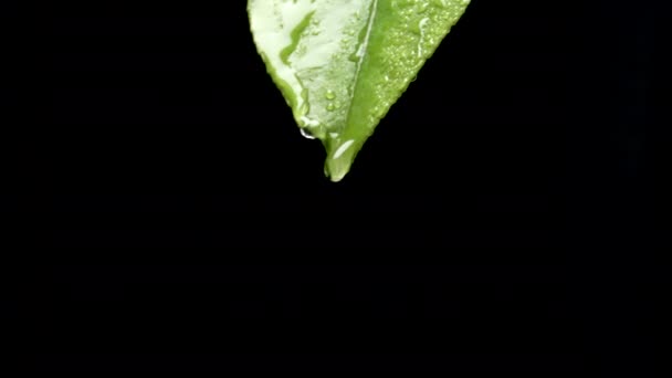 Dripping Drop Water Wet Lemon Leaf Filmed Morocco — стоковое видео