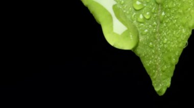 Dripping a drop of water on a wet lemon leaf HD, filmed in morocco