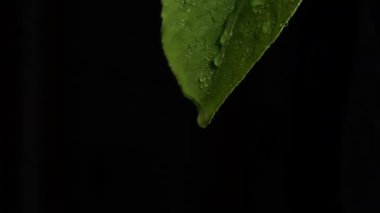 Fas 'ta çekilmiş ıslak bir limon yaprağına bir damla su damlatıyor.