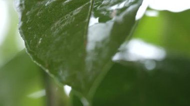 Fas 'ta çekilmiş ıslak bir limon yaprağına bir damla su damlatıyor.