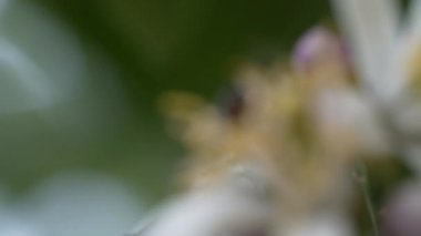 Limon ağacı çiçeğine yaklaşan bir arıyı yavaş çekimde yakalayıp üzerine konan bir taç yaprağını yakalayın. Fas 'ta çekildi..