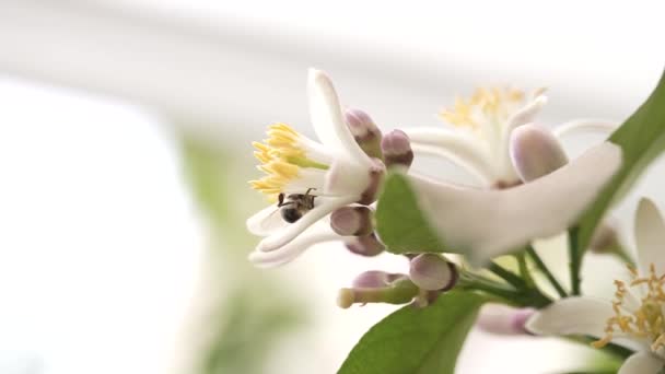 Powolne Zbliżenie Pszczoły Procesie Zapylania Kwiatów Cytrusowych — Wideo stockowe