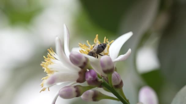 Slow Close Bee Feeding Bunch Lemon Tree Blossoms Filmed Morocco — Stockvideo