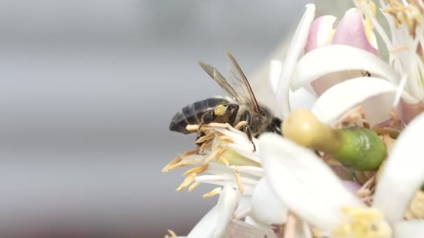 Arı Limon Ağacı Çiçeğiyle Besleniyor — Stok video