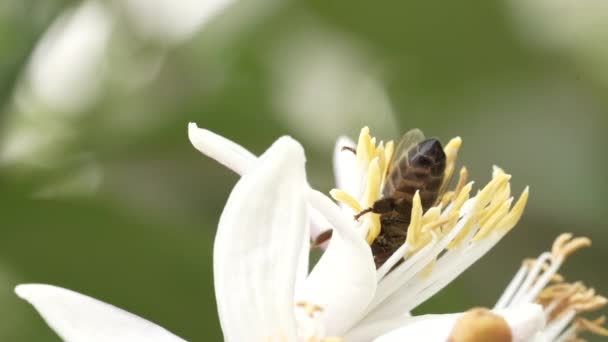 Bee Feeding Lemon Tree Flower — Stock Video