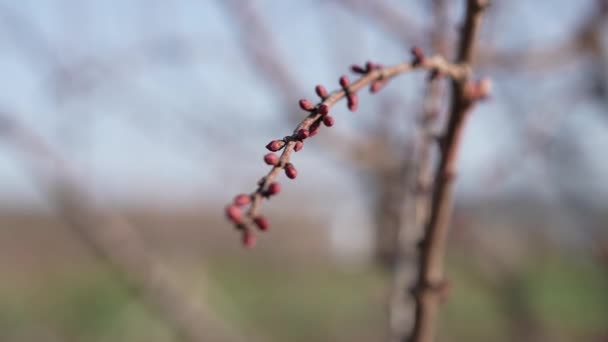 Красиві Персикові Бруньки — стокове відео