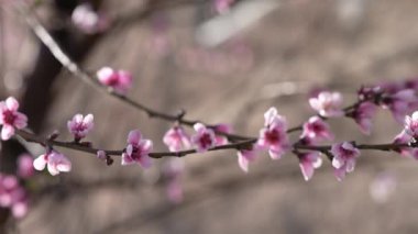 Tomurcuklar baharda şeftali ağacının dallarında açılır..