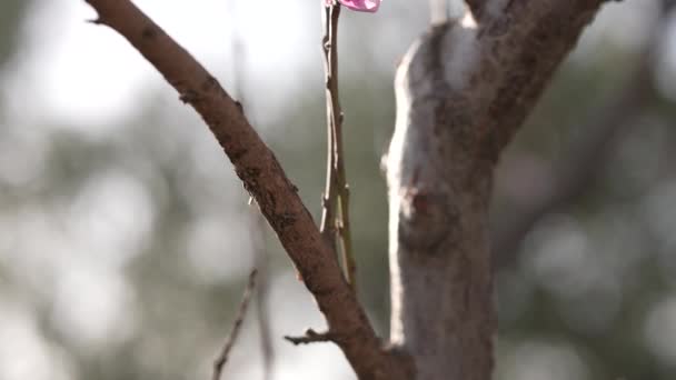 Pąki Otwierają Się Gałęziach Brzoskwiniowego Drzewa Wiosną — Wideo stockowe