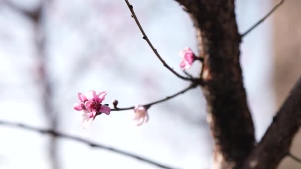 Квітки Персика Відкриті — стокове відео