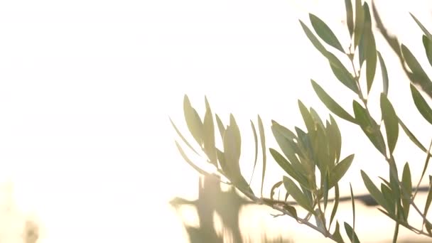 落日射在橄榄树的枝叶上 — 图库视频影像