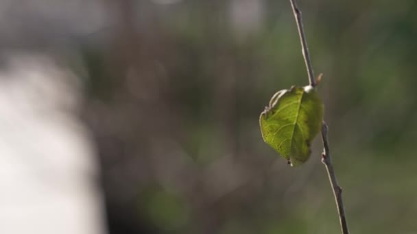桃树枝条上的一片叶子4K — 图库视频影像