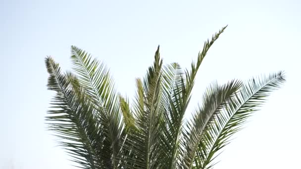 Długie Ujęcie Zielonych Gałęzi Palmy — Wideo stockowe