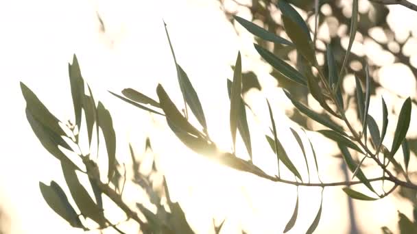 Zachód Słońca Gałęziach Liściach Drzewa Oliwnego — Wideo stockowe