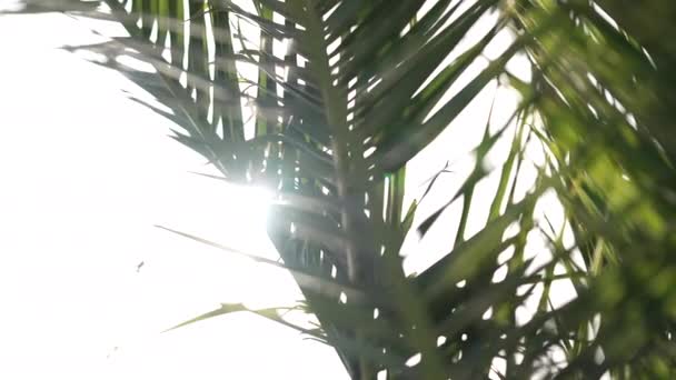 Schuss Sonnenlicht Durch Palmenzweige — Stockvideo