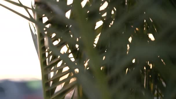 Снимок Солнечных Лучей Закате Между Ветвями Пальмы — стоковое видео