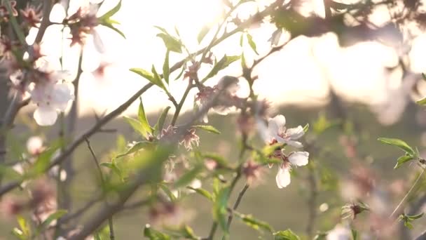Hermosa Flor Melocotón — Vídeos de Stock