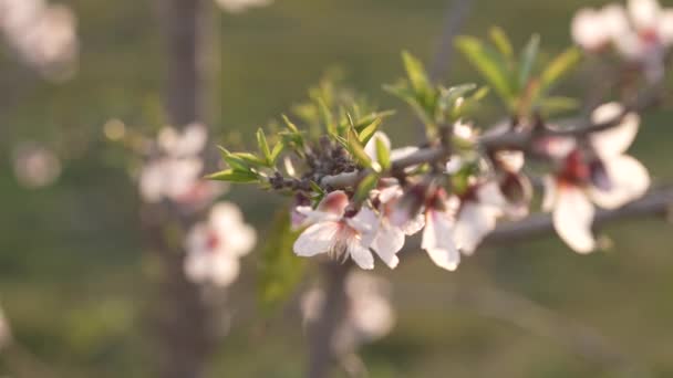 Perzik Boom Bloesems Een Land Boerderij — Stockvideo