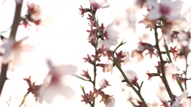 Ein Schuss Aus Dem Inneren Eines Bauernhofes Mit Pfirsichblüten — Stockvideo