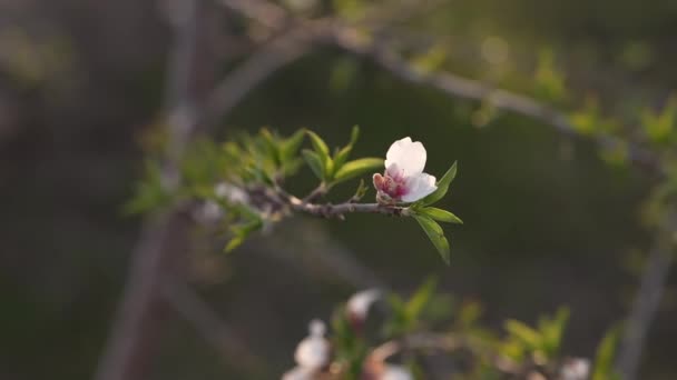 ดอกไม บนก งไม ชในช วงดอกพ — วีดีโอสต็อก