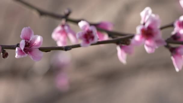 枝の桃の花のクローズアップ — ストック動画