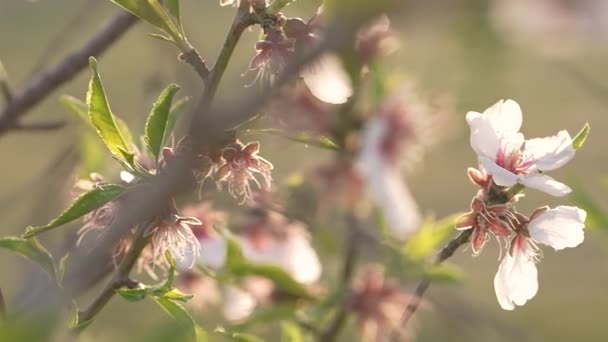 Persikoträd Blommar Med Gröna Blad Och Grenar — Stockvideo