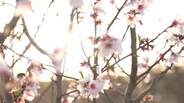Бутони Персикового Дерева Відкриті — стокове відео