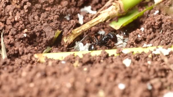 Ant Entrance Its Burrow Looking Food — 비디오