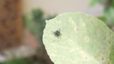 Limon ağacındaki sineğin görüntüsü..