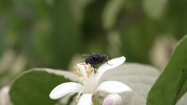 Close Fly Lemon Tree Flower — Wideo stockowe