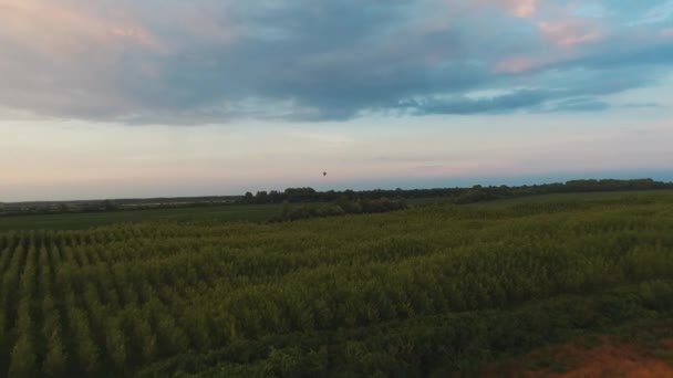 Flygfoto Varmluftsballong Som Flyger Över Ett Grönt Fält — Stockvideo