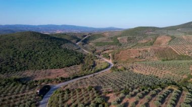 Yunanistan 'ın Halkidiki kenti yakınlarındaki zeytinyağı üretimi için zeytin ağaçlarının insansız hava aracı görüntüsü. Yukarıdan görünen zeytin ağacı tarlası bir yol ile.