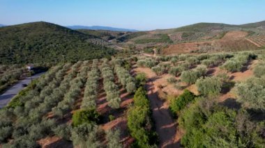 Yunanistan 'ın Halkidiki kenti yakınlarındaki zeytinyağı üretimi için zeytin ağaçlarının insansız hava aracı görüntüsü. Yukarıdan görünen zeytin ağacı tarlası bir yol ile.