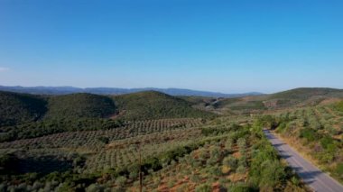 Yunanistan 'ın Halkidiki kenti yakınlarındaki zeytinyağı üretimi için zeytin ağaçlarının insansız hava aracı görüntüsü. Yukarıdan görünen zeytin ağacı tarlası bir yol ile.