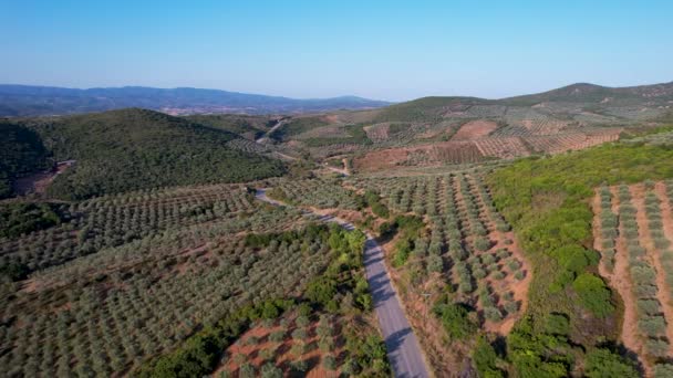 在希腊Halkidiki附近空中俯瞰橄榄树以生产橄榄油 从上面看到的橄榄树地 有一条路 — 图库视频影像