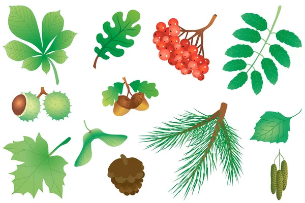 Set Leaves Fruits Trees Vector Illustration — Stockvektor