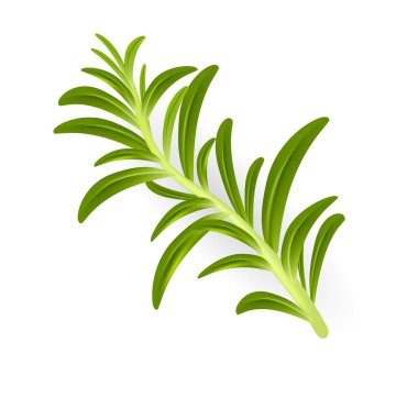 Bitki ve baharat. yüksek kaliteli vektör
