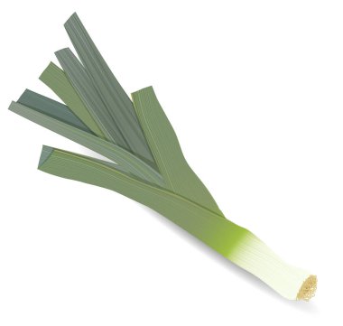 Bitki ve baharat. yüksek kaliteli vektör