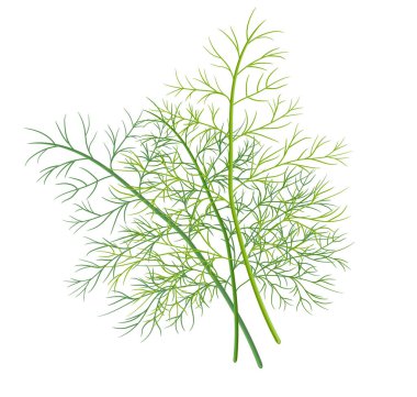 Bitki ve baharat. yüksek kaliteli vektör