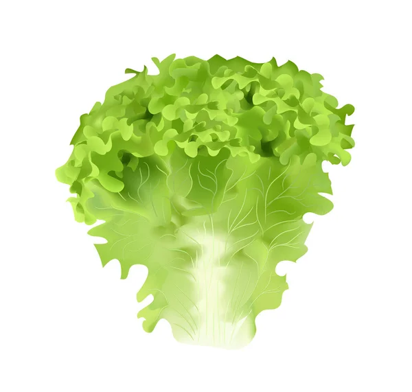 Realistic Vegetable Isolated Transparent Background High Quality Vector — Vector de stock
