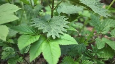 Orman bitkileri. Isırgan otu ve ot.