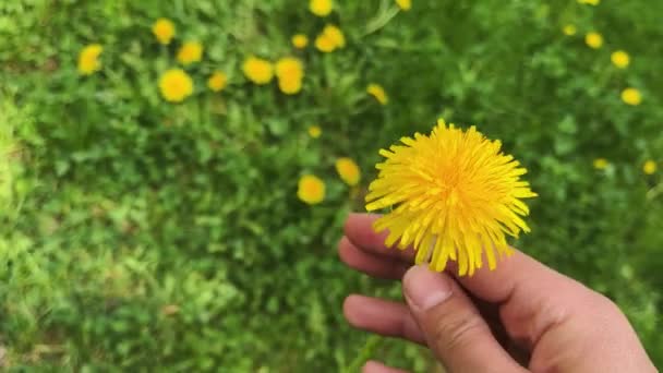 Yellow dandelion in hand. Against the background of green grass. — Vídeo de Stock