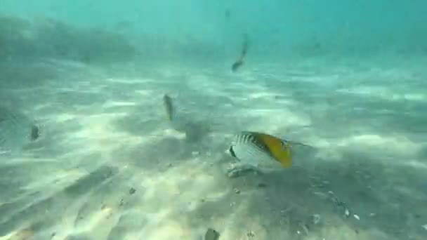 Filmagem de vídeo subaquático de peixes — Vídeo de Stock