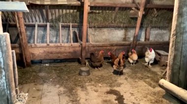 Tahta tavuk kümesi. Video.