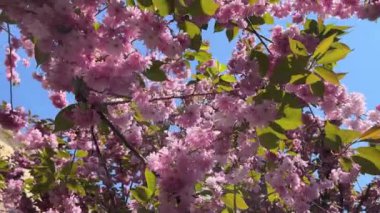 Sakura ağaçta çiçek açar..