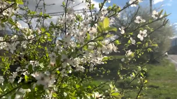 Blossoming cherry tree against the backdrop of mountains. — Video