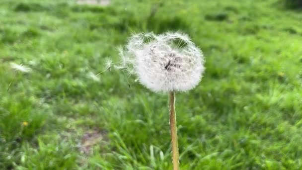 Dandelion scatters against the background of green grass — стоковое видео