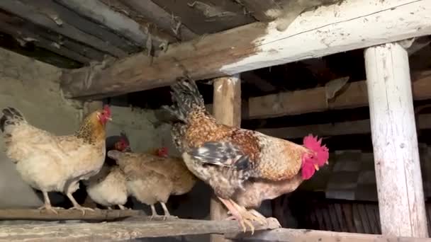 Rooster and hens in the chicken coop. — Stock video