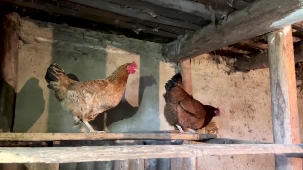 Wooden old chicken coop. Video. — Vídeo de Stock