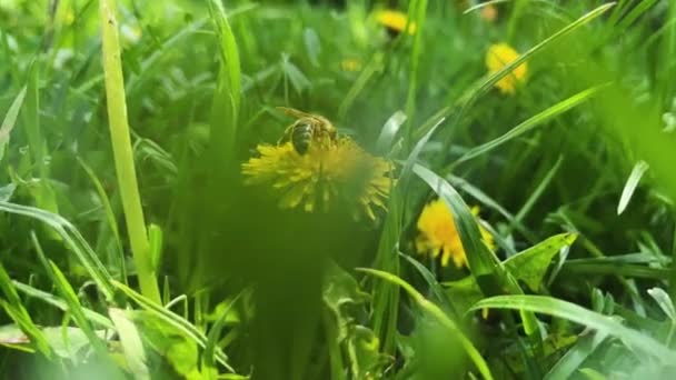 Бджола запилює кульбабу. Зелений луг з кульбабами . — стокове відео