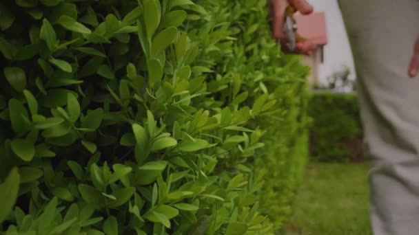 Un uomo taglia cespugli di bosso in giardino. — Video Stock